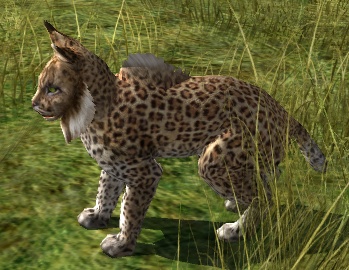 Image:spotted_lynx.jpg